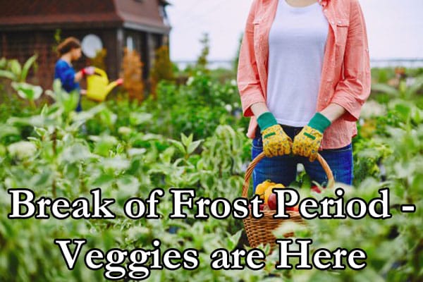 Vegetables are here at a plant nursery near me in Southern California.