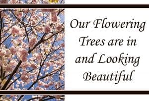 Located in Southern California, our SoCal garden center offers beautiful flowering trees for sale.