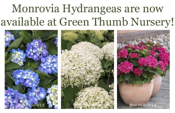 Southern California garden center, nursery near me now offers Monrovia hydrangeas.