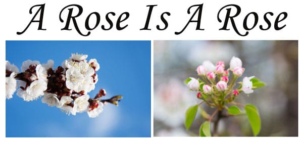 A rose is a flower found at a plant nursery near me.