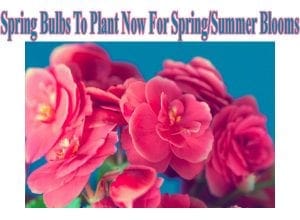 Southern California garden center offering spring bulbs for planting now in preparation for spring and summer blooms.