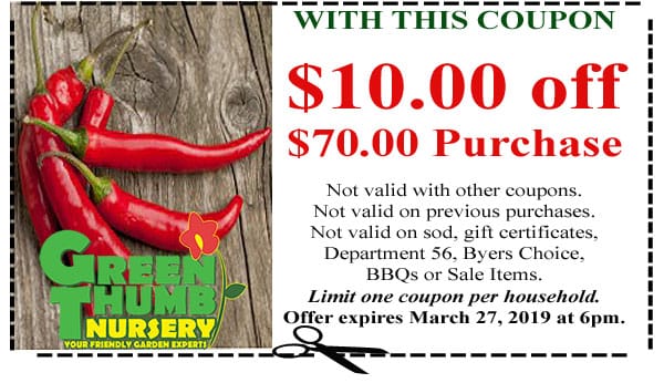 Green chilies from a plant nursery near me in Southern California.