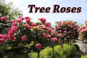 Tree roses in a Southern California garden center with pink flowers.