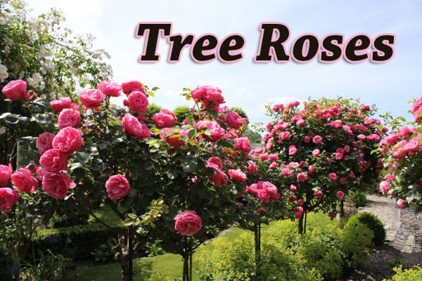 Tree roses in a Southern California garden center with pink flowers.
