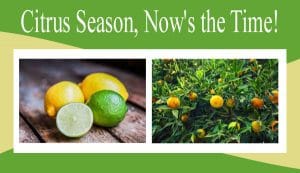 Get ready to shop for citrus trees and plants in your local nursery or garden center nearby.