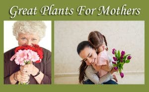 Great plants for mothers available at a nearby plant nursery or garden center in Southern California.