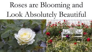 Southern California garden center showcases beautiful blooming roses.