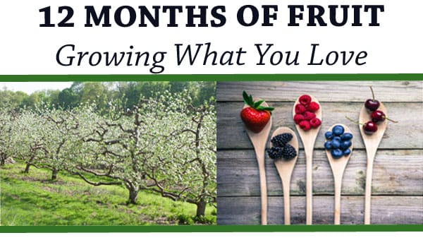 12 months of fruit growing at a Southern California garden center.