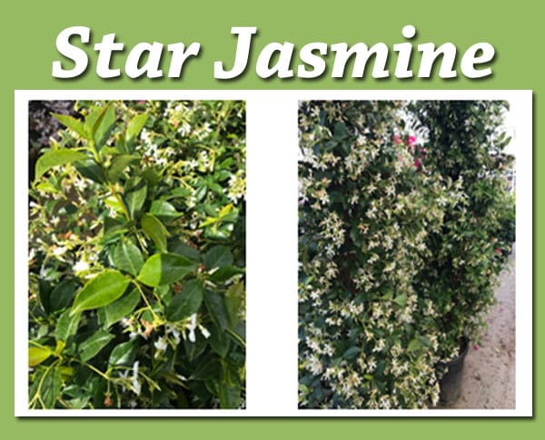 SoCal garden center selling star jasmine plants.