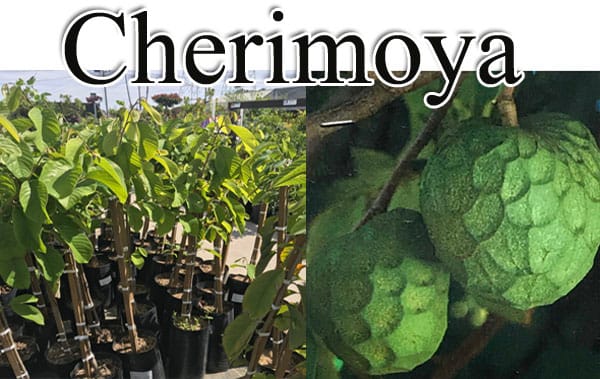 Southern California plant nursery selling cherimoya plants in pots.