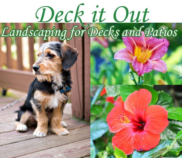 Southern California garden center specializing in deck and patio landscaping.