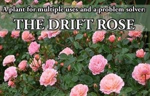 The drift rose is a versatile plant available at a nearby garden center or plant nursery.