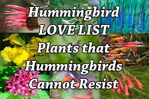 Hummingbird love list plants available at a Southern California garden center near me.