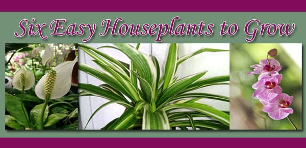 Six easy houseplants to grow from a nursery near me.