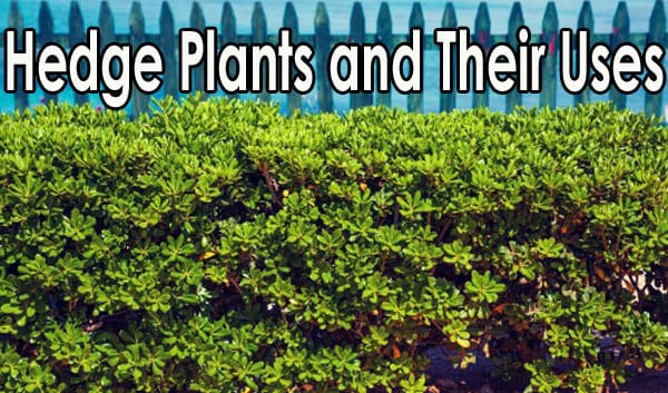 Southern California plant nursery specializing in hedge plants and their uses.