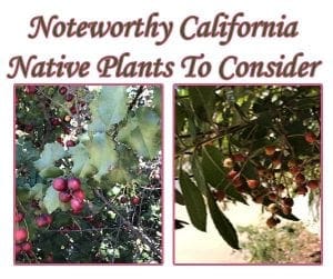Garden center near me offering a variety of noteworthy California native plants.