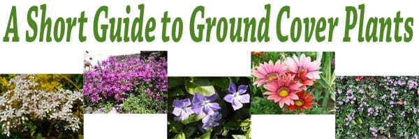 A brief overview of ground cover plants at a Southern California plant nursery.