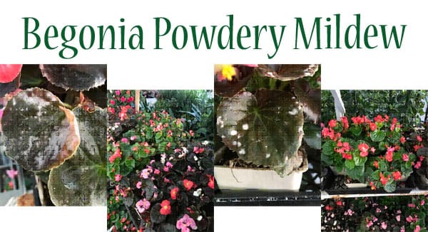 Powdery mildew affecting begonia plants in a Southern California garden center.