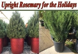 Find a Southern California garden center for rosemary and other holiday plants.