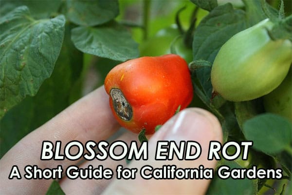 Blossom end rot guide for Southern California gardens.