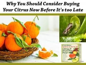 Why you should consider buying your citrus now at a Southern California garden center.