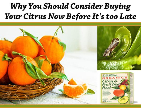 Why you should consider buying your citrus now at a Southern California garden center.