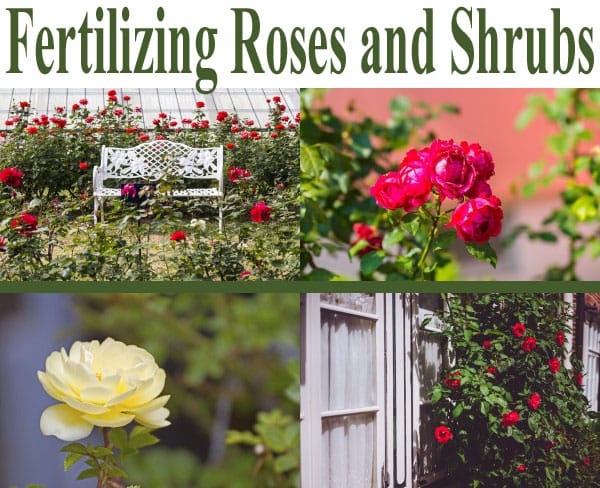 Fertilizing roses and shrubs at a garden center near me in Southern California.