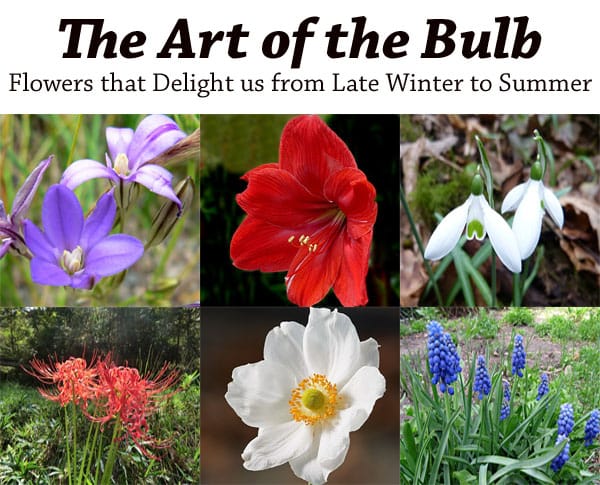The stunning bulb flowers enchant us from winter to summer at a Southern California garden center.