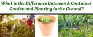 What differentiates container gardening from planting in the ground, and where can I find a nursery or garden center near me in Southern California?