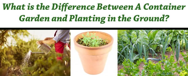 What differentiates container gardening from planting in the ground, and where can I find a nursery or garden center near me in Southern California?