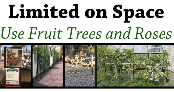 Limited on space nursery near me offers fruit trees and roses for SoCal gardens.