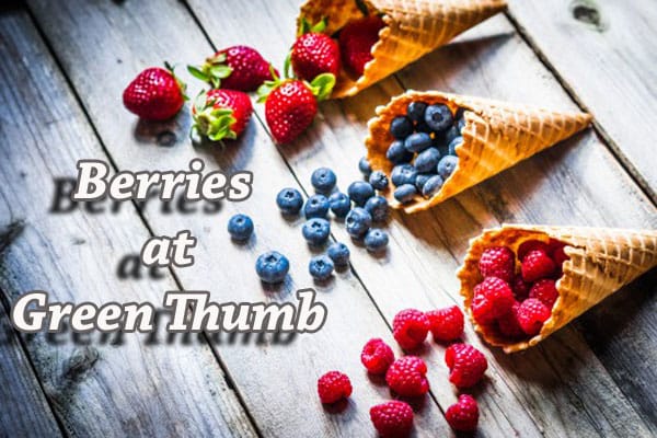 Southern California garden center specializing in a variety of berries for those with a green thumb.