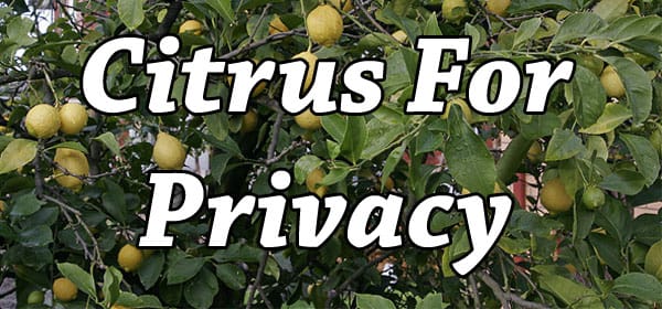 Citrus plants available at a nearby garden center in Southern California for increased privacy.