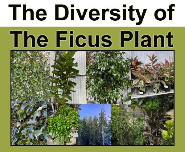 The diverse ficus plant at a Southern California garden center.