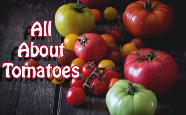 Southern California garden center with a focus on all things tomatoes.