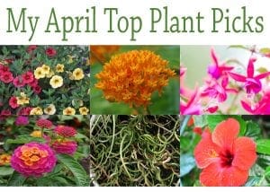 Top plant picks at a Southern California plant nursery.