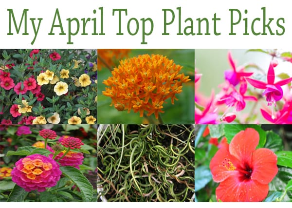 Top plant picks at a Southern California plant nursery.