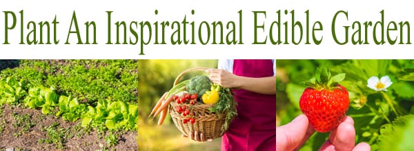 Find an inspiring SoCal garden center near me to create an edible garden.