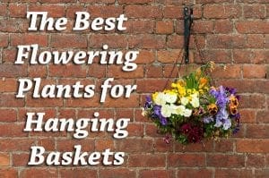 The best flowering plants for hanging baskets at a garden center near me in Southern California.