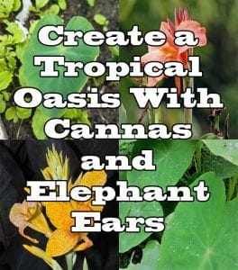 Find a Southern California plant nursery or SoCal garden center near me to purchase cannas and elephant ears for creating a tropical oasis.