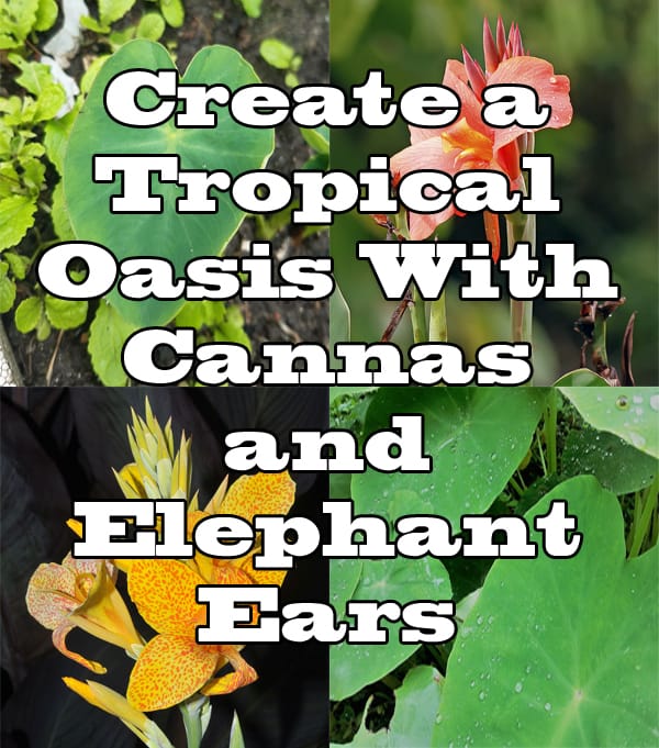 Find a Southern California plant nursery or SoCal garden center near me to purchase cannas and elephant ears for creating a tropical oasis.