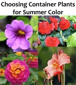 Choosing container plants for summer color at a SoCal garden center.