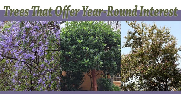 Southern California plant nursery offering trees that offer year-round interest.