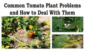 Common tomato plant problems and how to deal with them at a Southern California plant nursery.