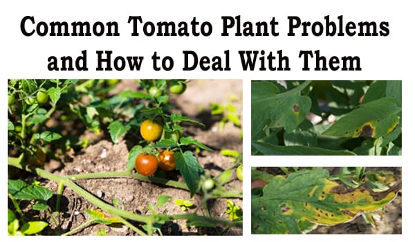 Common tomato plant problems and how to deal with them at a Southern California plant nursery.