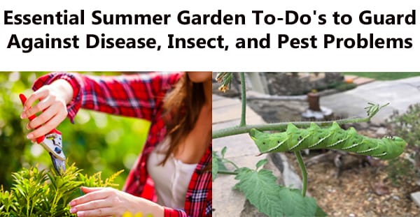 Visit your local SoCal garden center or nursery near me for essential summer garden to dos to guard against disease, insect, and pest problems in Southern California.