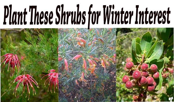 Find these winter-interest shrubs at a Southern California plant nursery near me.