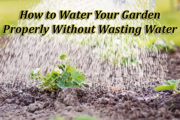 How to water your Southern California garden properly without wasting water at a nearby plant nursery.