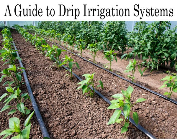 A guide to drip irrigation systems for a Southern California garden center.