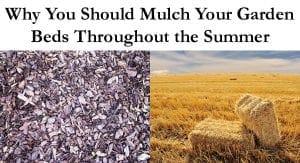 Why you should mulch your garden beds in a Southern California plant nursery throughout the summer.